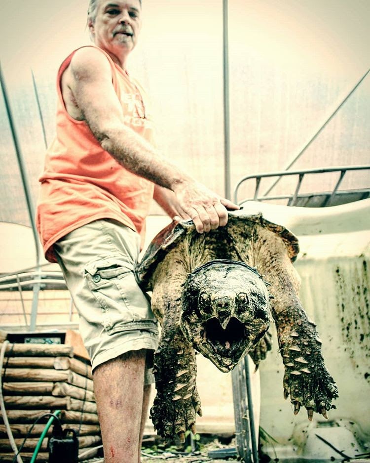 alligator snapping turtle picture